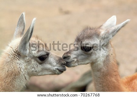 guanaco babys standing nose to nose