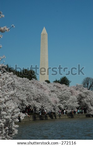 Washington Monument during the Annual Cherry Blossom Festival in Washington, DC