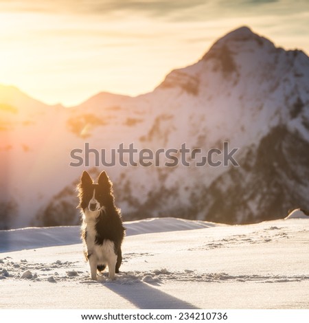 Border collie in the snow