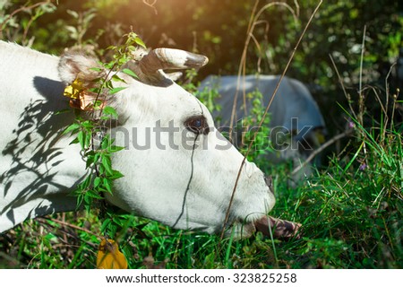 cow, animal, farm, nature, grass, sun, summer, tongue, withe, colors