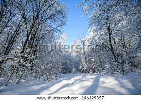 Beautiful winter landscape with snow covered trees and sunshine