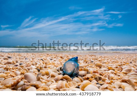 A single blue man of war (man o' war) jellyfish rests on a shell laden beach on Padre Island National Seashore, which is on the Texas Gulf Coast.  Foto stock © 