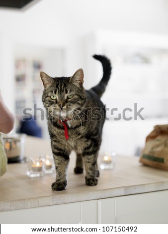 A cat in a kitchen, Sweden.
