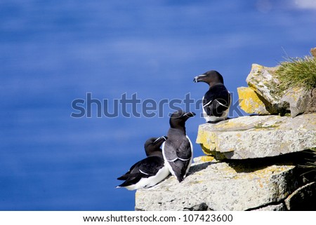Razor-billed auk sitting on cliff by the sea, Iceland.