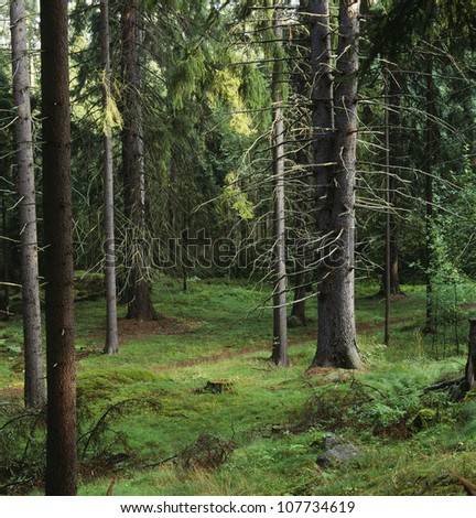 Tall trees in forest