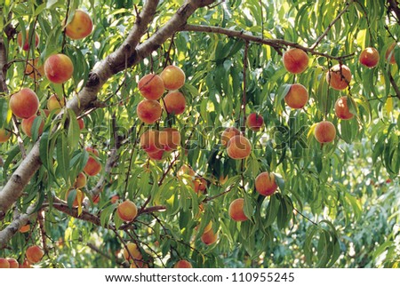 Peaches on tree, low angle view