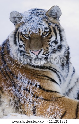 Portrait Of Lying Bengal Tiger In Snow Stock Photo 111201521 : Shutterstock