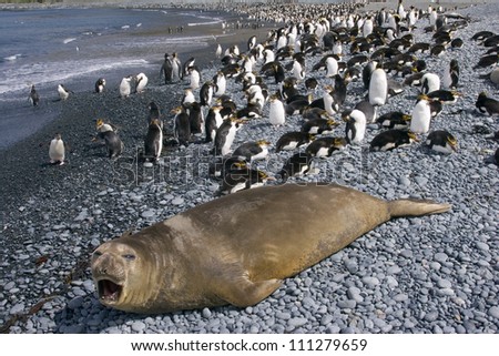 Elephant seal and a group of royal penguins, Macquarie Islands, Australia