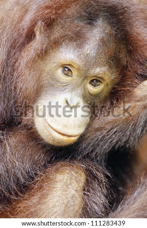 Close-up of an orangutan, Borneo, Malaysia