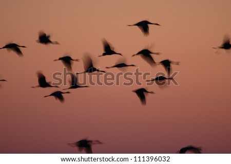 Flock of European Crane birds flying