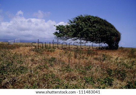 Tree bent over on wind