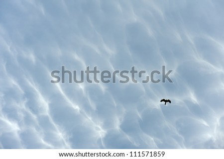 Hen harrier flying in the sky