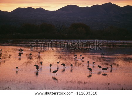 Flock of cranes in national park