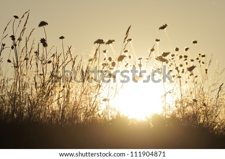 The silhouette of flowers on a meadow against a sunset, Sweden
