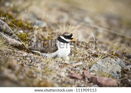 A Ringed Plover sitting on eggs, Norway