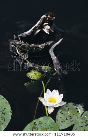 Water lily in dark water, Sweden