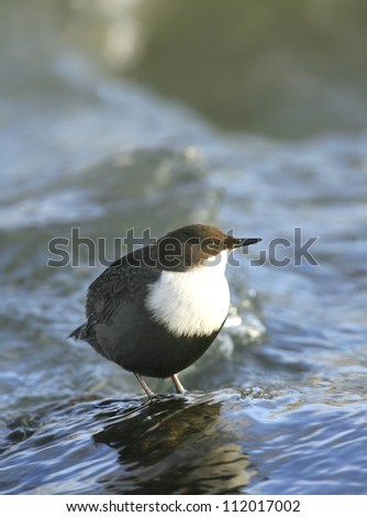 Dipper bird standing in water