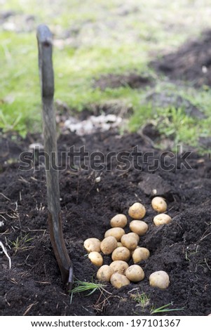 Planting potatoes, Sweden
