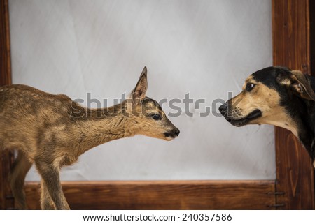 Young deer meets a dog for the first time/Deer meet dog/