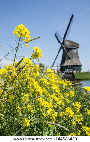 Traditional Dutch windmill, oil seed flowers on the foreground, near Volendam, Holland (focus on the flowers)
