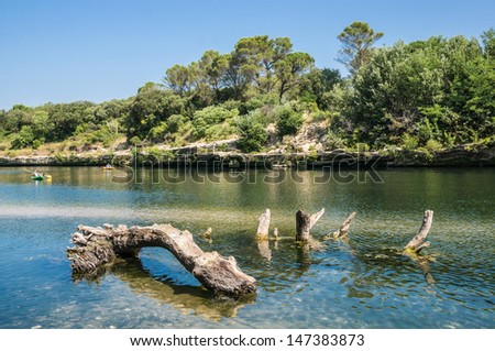 Driftwood in the Gardon river, Gard, France