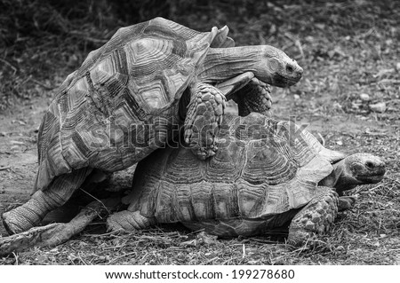 Black and White Wildlife: Tortoises making love