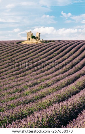 House ruin in fields of lavender,Valensole, Provence ,France