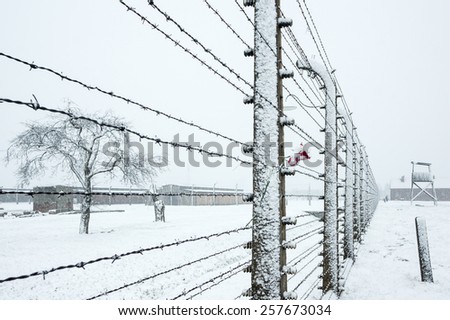 A rose on the Barbed Wire Fence in the snow covered concentration camp of Auschwitz  Birkenau, Poland