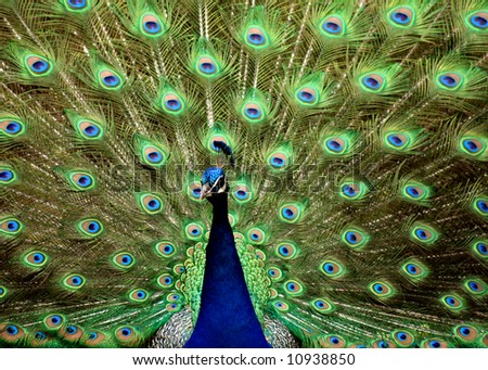 Peacock with blue and green feathers spread out
