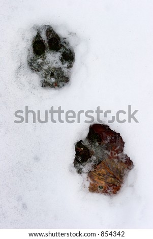 Dog traces on a snow
