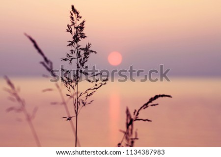 Little grass stem close-up with sunset over calm sea, sun going down over horizon. Pink & purple pastel watercolor soft tones. Beautiful nature background.  Stockfoto © 