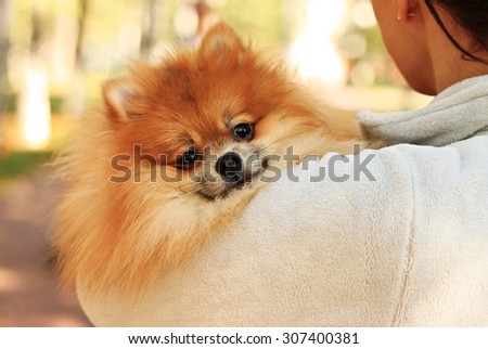 Pomeranian Spitz  dog friendly cute Pom bright thick coat looking back in arms of young woman breeder walking in park