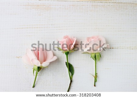 Soft pink pastel roses wooden surface delicate decorative background soft focus blank space