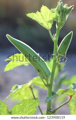 Young Okra Plant (Lady`s Finger)