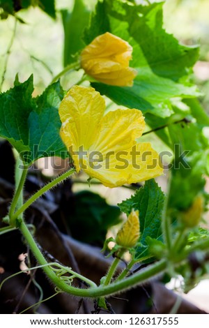 flowering squash plant on