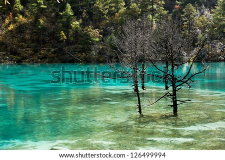 blue water and dead tree in Bai Shui He, china