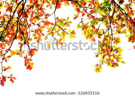 fall leaves  on white background