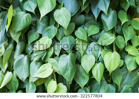 green heart shape leaf wall background