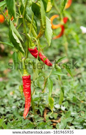 Red and green chilli peppers growing in the garden