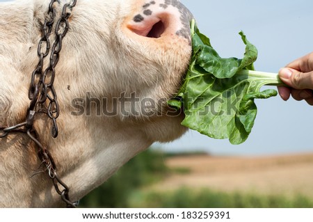 close up of a cow\'s head. The cow is sticking out its tongue to eat some beet leaves