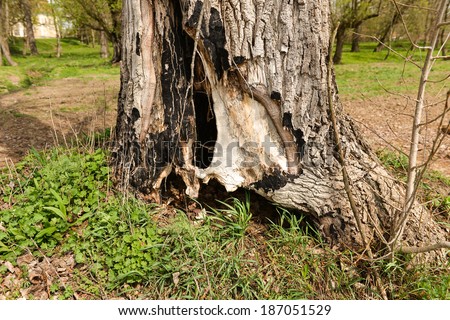 Tree trunk with a den dug in it, hide place for animals in the woods