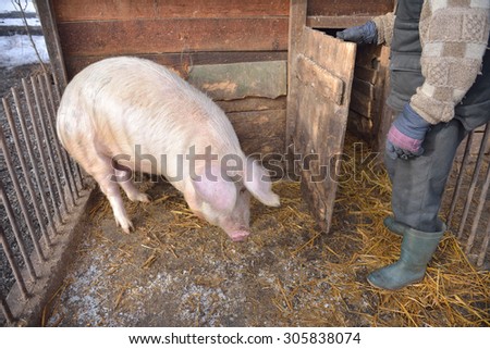 man in the cage of a pig, wants to feed him. Rural scene