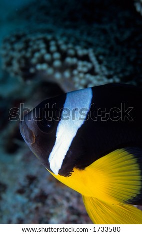 Clownfish with Symbiotic Anemone
