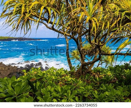 Hala Tree Forest on Kauiau Point, Waianapanapa State Park, Maui, Hawaii, USA Stok fotoğraf © 