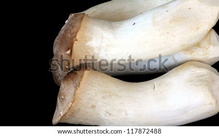 King Oyster mushrooms or King Trumpet, French horn, Pleurotus Eryngii