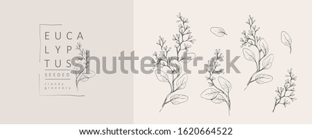 Seeded eucalyptus logo and branch. Hand drawn wedding herb, plant and monogram with elegant leaves for invitation save the date card design. Botanical rustic trendy greenery vector illustration 商業照片 © 