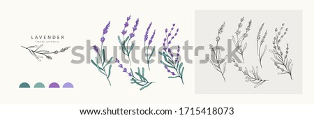 Lavender logo and branch. Hand drawn wedding herb, plant and monogram with elegant leaves for invitation save the date card design. Botanical rustic trendy greenery vector illustration