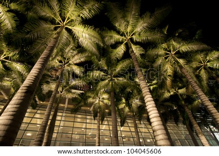 Palm trees with modern building and light shine brightly at night, near Marina Bay Singapore
