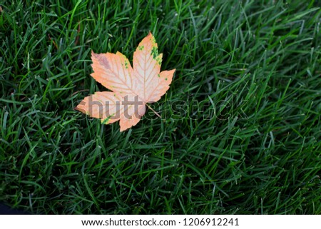 Autumn leaf on green grass Imagine de stoc © 