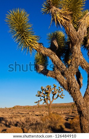 Joshua Tree in Joshua Tree National Park, California, USA